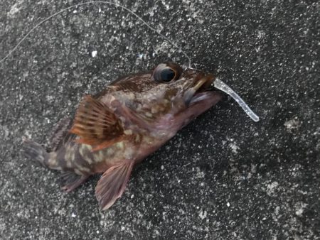 ダイソーワームでガシラGET