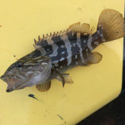 癒しのガッシー+クエ子