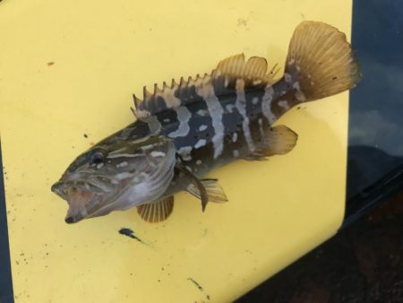 癒しのガッシー+クエ子