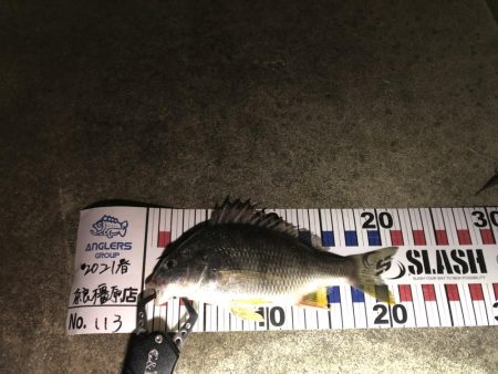 小さいながら釣れた‼︎