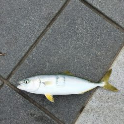 エソ特盛と半ツバス