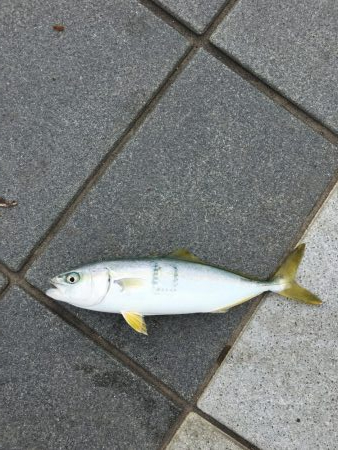 エソ特盛と半ツバス