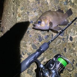 爆釣梅雨メバリング