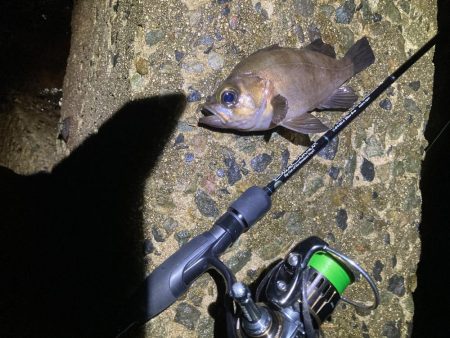 爆釣梅雨メバリング