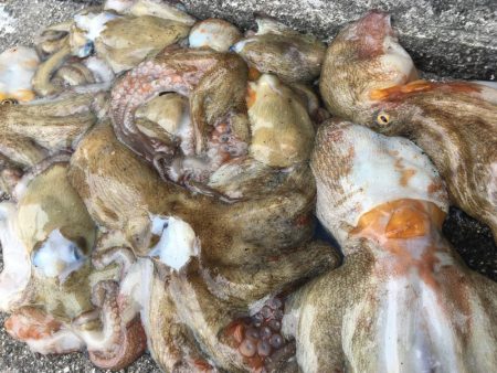 タコフィネス、46杯ぶりにエギロスト