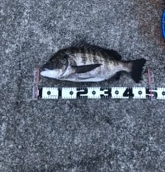 チヌもチャートカラー