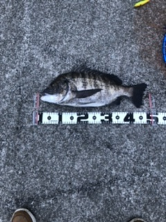 チヌもチャートカラー