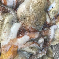 タコフィネスで6杯