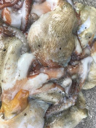 タコフィネスで6杯