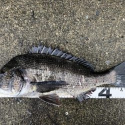 イチノ兄弟、釣果!