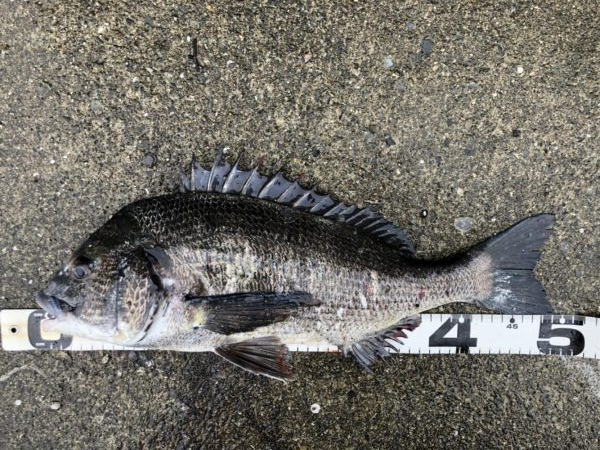 イチノ兄弟、釣果!