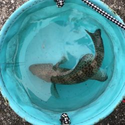 わらしべハタ2nd