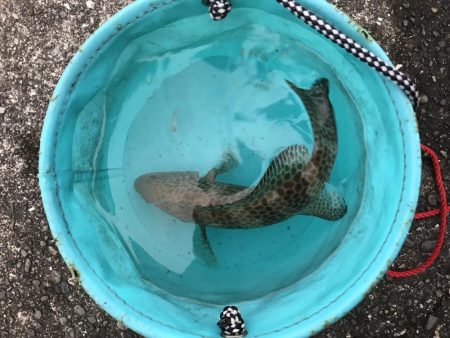 わらしべハタ2nd