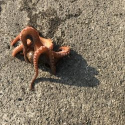 まさかのタコ?