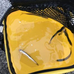 ひさあのイワシさん