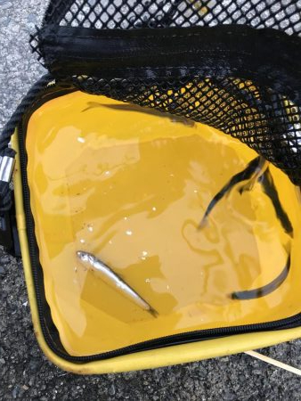 ひさあのイワシさん