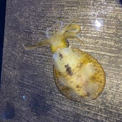 師匠見てください!