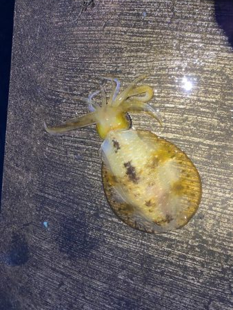 師匠見てください!