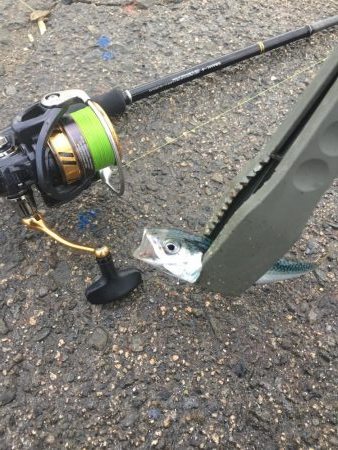 鯖釣り