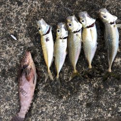 朝マヅメアジング