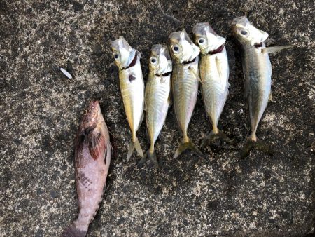 朝マヅメアジング