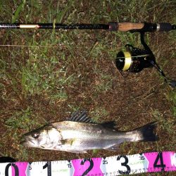 ナイトシーバス