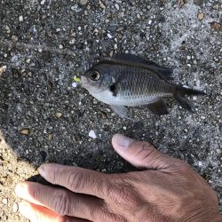 おせんオンリー