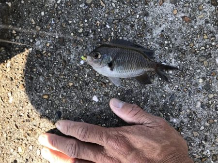 おせんオンリー