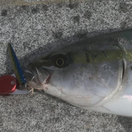 初めてのメジロ