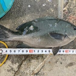 アサリで紀州釣り