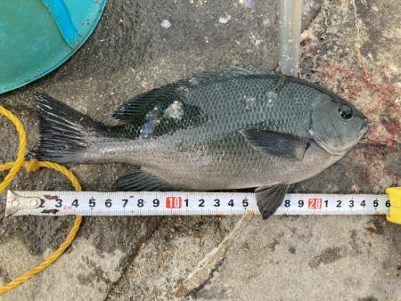 アサリで紀州釣り