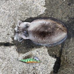 夜明けのキロモンゴ