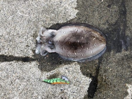 夜明けのキロモンゴ