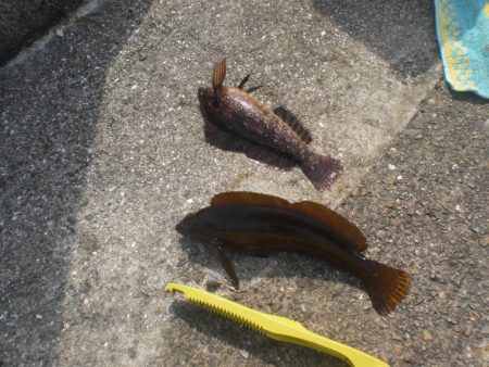 アイナメ大きいのいたぞ！