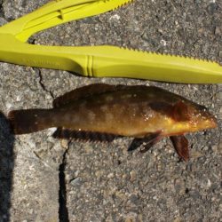 アイナメ求めて