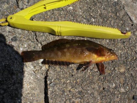 アイナメ求めて