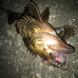 ダイソーワームでメバル &ガシラ