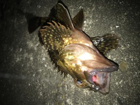 ダイソーワームでメバル &ガシラ