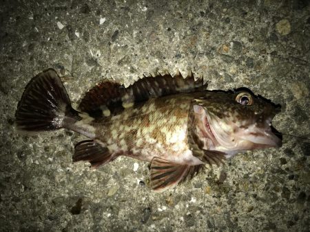 今日もガシラだけ。