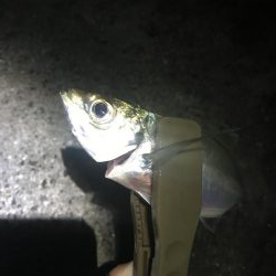 のべ竿で良型アジ大漁GET