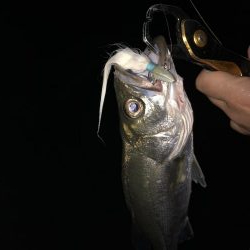 シーバス&チーバスが釣れました