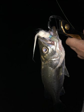 シーバス&チーバスが釣れました