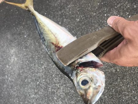 朝マズメの短時間アジング