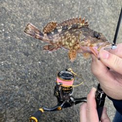 メバルが釣れだしたと聞いて。