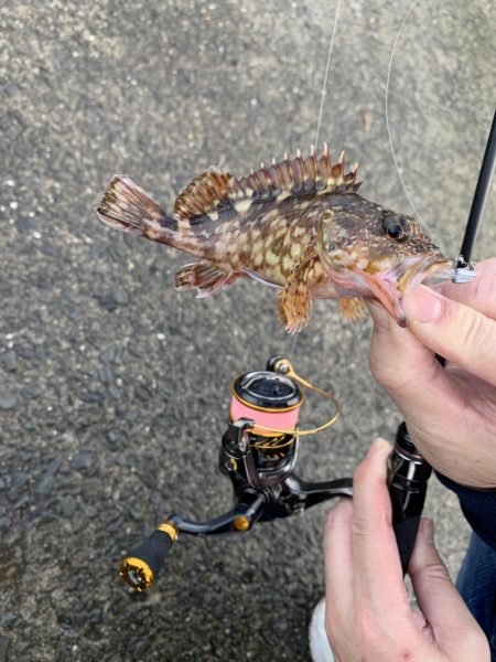 メバルが釣れだしたと聞いて。