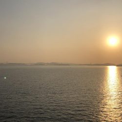 久しぶりのヒラメ