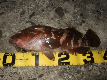 ロックフィッシュ調査