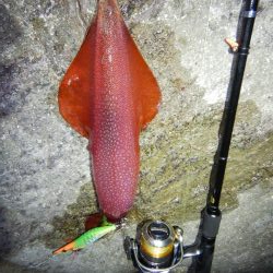 アジ釣れません