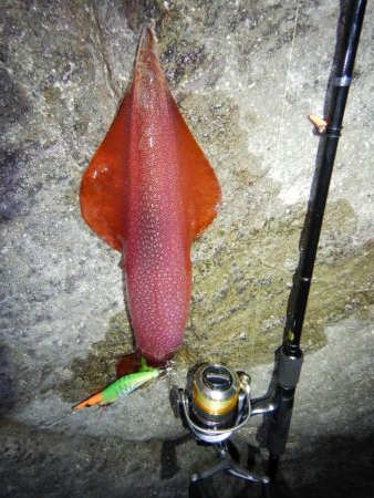 アジ釣れません