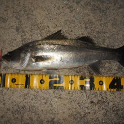 再びバチパターン調査